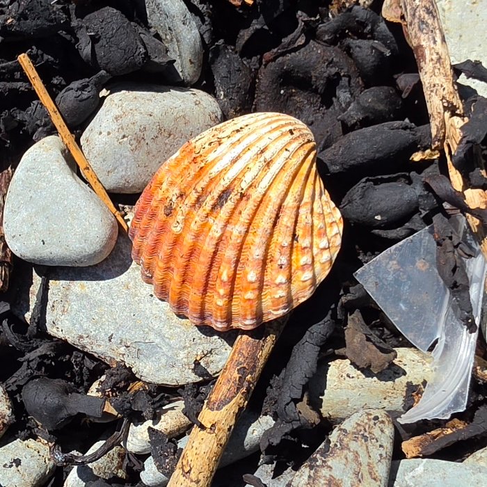 Orange, concave, fan-shaped shell on pebbles and black seaweed.