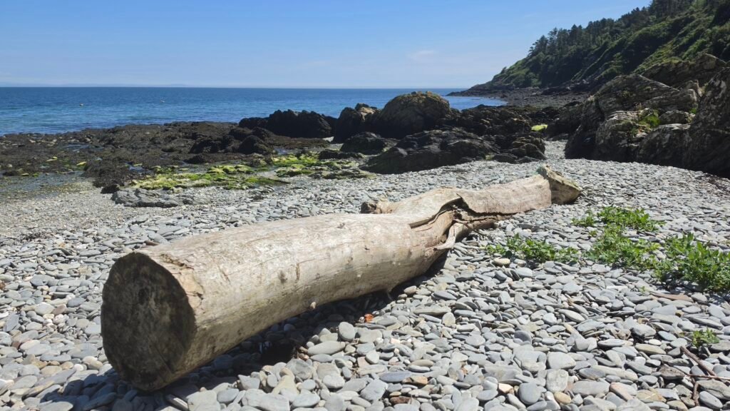 A large, smoothed tree trunk on a pebble covered beach.
