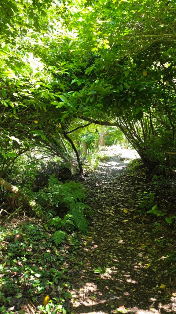 A narrow path running between undergrowth with tree branches overhead forming a tunnel. It's a sunny day and bright light can be seen at the end of the green tunnel with tall purple flowers  and grass.