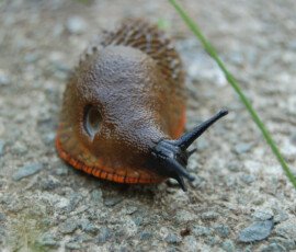 Arion rufus slug, Ramsey Large orange slug with black head.