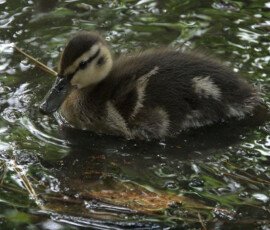 Duckling, Bishopscourt Brown and cream fluffy duckling swimming on green water.