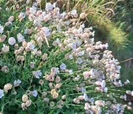 Sea Campion, Maughold White flowers with swollen pink bladders just beneath the petals.