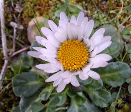 Common Daisy, Ballabeg A yellow-centred flower with multiple white petals.