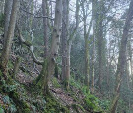Laxey Glen Leafless trees growing from a mossy leaf litter on the side of a slope.