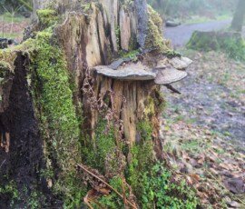 Bracket Fungus, Laxey Glen Bracket fungus with its characteristic plate-like shape growing from a mossy tree stump in a wood.