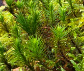 Moss, Laxey Glen Bright green spikey moss growing from a bed of lime green short moss.