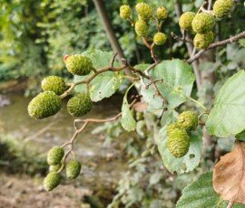 Alder Tree, Tromode. A round-leaved tree branch with green oval-shaped catkins.